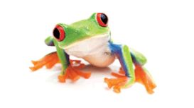 Frog Financial Management